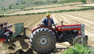 Tractor-Turkey